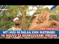 MTI HUU NI BALAA KWA MATIBABU YA NGUVU ZA KIUME |SUKARI |PRESHA |SHEIKH YUSSUF BIN ALLY