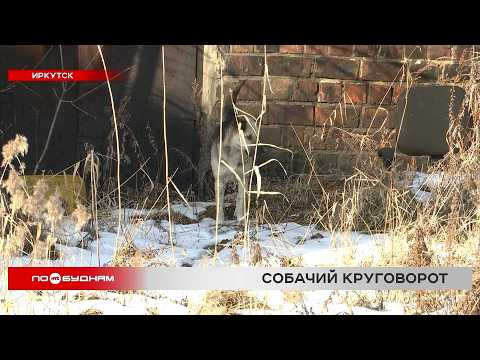 Уголовное дело возбудили в Иркутске после нападения стаи собак на мужчину