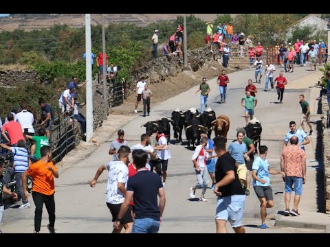 Emocionante encierro de Valrubio y Valdeflores en Barruecopardo