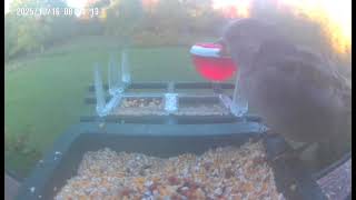California Towhee @ Delmoko's Bird Feeder 🕳 🐦 🐦‍⬛ 🦜