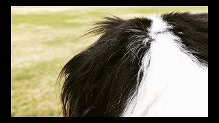 Lyna Galliara - Toes (Official Music Video)