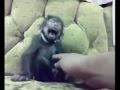 Laughing monkey