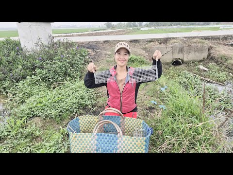 Chia sẻ lồng bẫy và cách bẫy chuột đường mòn không cần mồi hiệu quả nhất/t467