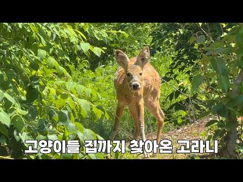 산 속 울타리 안에서 안전하게 지내는 고양이들과 굶주린 고라니
