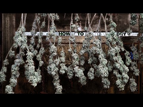 How to Hang Dry Weed - EASY Guide on Drying Cannabis Perfect