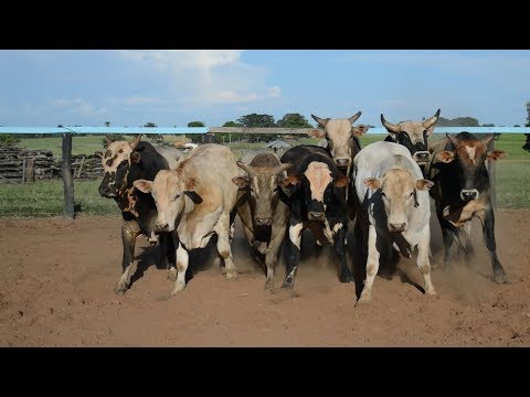 Rodeio em touros - Treino na Cia. VILELA'S | Temporada 2019