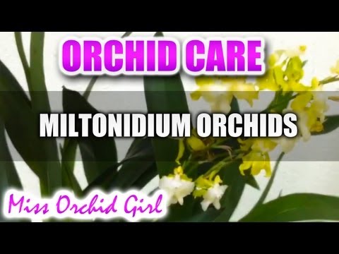 Orchid Care - Miltonidium (Oncidium Intergeneric)