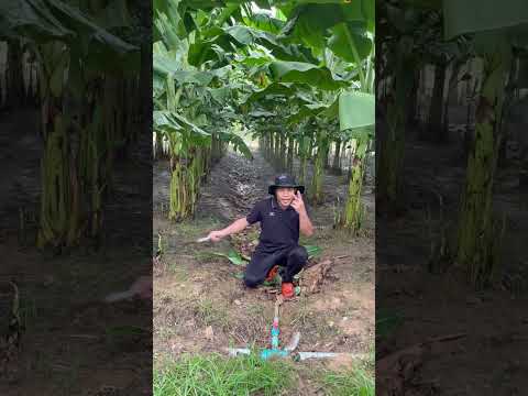 How far apart should bananas be planted? #bananas #goldenbananas #bananafarm