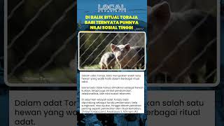 Makna Mendalam Babi dalam Tradisi Toraja, Dari Duka hingga Sukacita