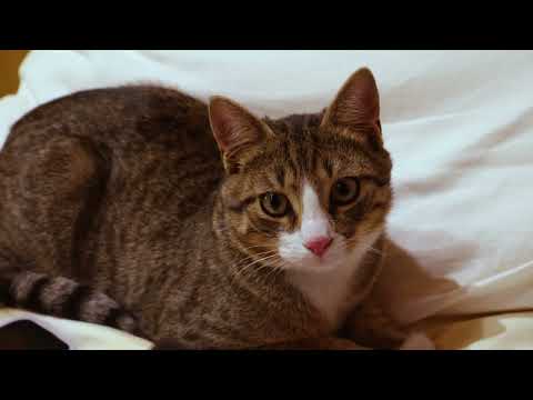 Hold On To My Fur Kitty Cats Music Video  Sheila And Figaro  Song By The Kiffness Video Edited By Ca