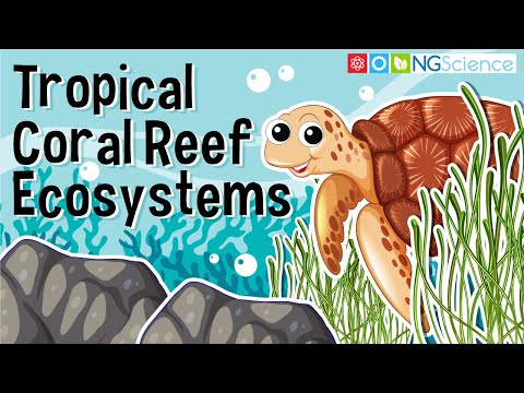 Tropical Coral Reef Ecosystems