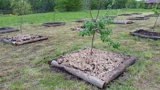 Planting Fruit trees in clay soil