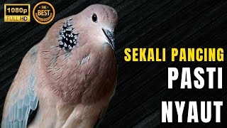 Download lagu SUARA PIKAT BURUNG DERKUKU GACOR TERBAIK 1 JAM NONSTOP mp3