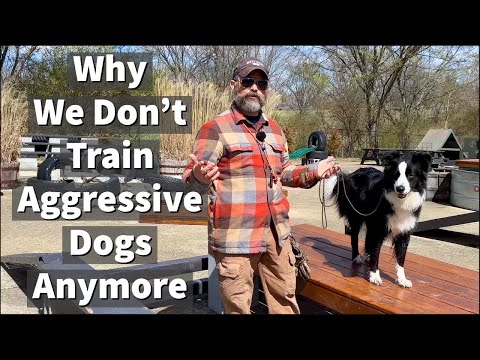 Por qué ya no entrenamos perros agresivos - Extracto de una sesión de entrenamiento para aprendices