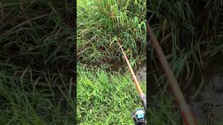 Download lagu Fishing for snakehead fish 🎣 #sibolang #shorts mp3 Download lagu Fishing for snakehead fish 🎣 #sibolang #shorts mp3