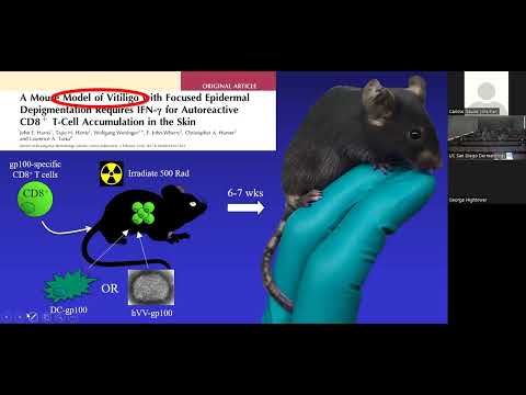 Translational research in vitiligo Launching a new era of targeted treatments -  John E  Harris, MD,