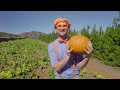 Blippi Explores A Pumpkin Patch! | Halloween Videos for Kids | Educational Videos for Toddlers