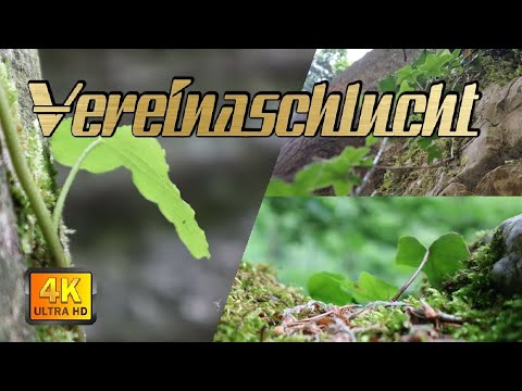 Verenaschlucht | Einblick in die Schlucht | waldkoboldrausser