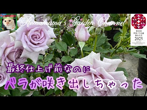 バラの茂みを水中で切る：1か月で結果を保証するステップバイステップガイド！  庭園