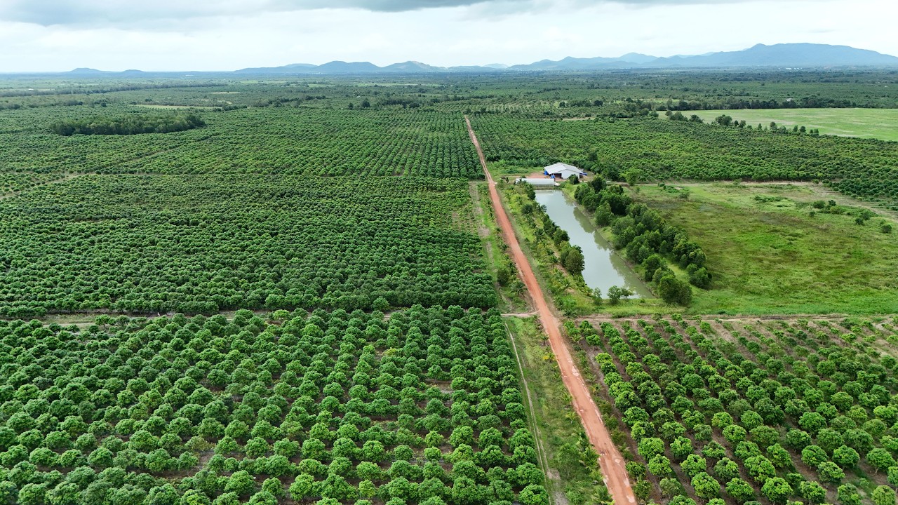 How can good planning and management turn a mango orchard into a sustainable, profitable business?