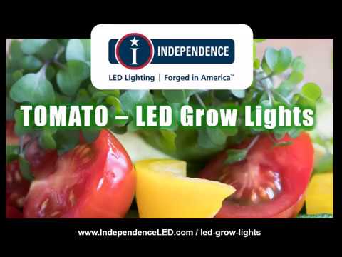 Indoor Tomato Grow Operation with LED Grow Lights