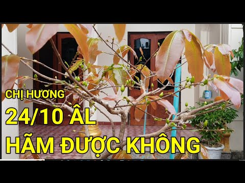 🔴 QBS22315 - CÂY MAI NHÀ CHỊ HƯƠNG VĨNH PHÚC | CÁCH HÃM CÂY MAI VÀNG NỞ SỚM | MAI VÀNG MIỀN BẮC 123