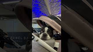 モノレールを大人しく待つワンコ #フレンチブルドッグ #vlog #フレブル #frenchie #shorts