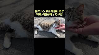 桜のトンネルを抜けると可愛い猫が待っていた #猫 #ねこ #cat