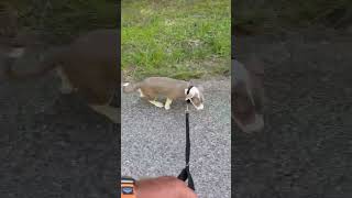 Video preview image #1 Mutt Puppy For Sale in Spotsylvania, VA, USA