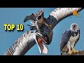 Top 10 Burung Raptor Paling Menakutkan Di Dunia Burung Pemangsa Lintas Udara