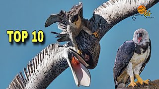 Download lagu Top 10 Burung Raptor Paling Menakutkan di Dunia!! burung pemangsa lintas udara! mp3