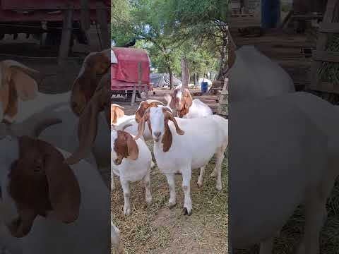 Concepción Del Bermejo chsaco Argentina..3644591146