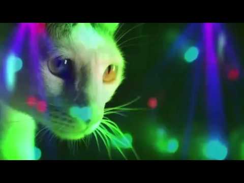 Meow Meow - Meow Meow Meow (Original Mix)
