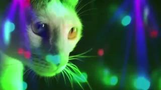 Download lagu Meow Meow - Meow Meow Meow (Original Mix) mp3