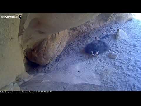 Big Foot Stretch From Pole Canyon Condor Chick – July 17, 2019