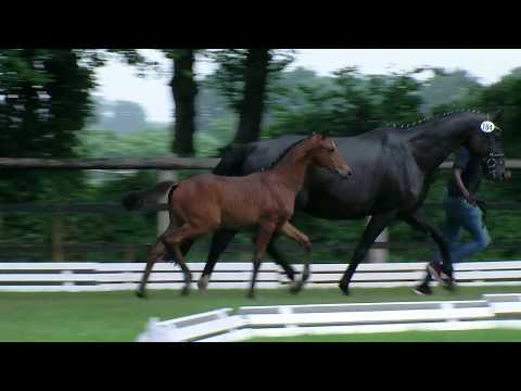 Hf v Vitalis x Sandro Hit x Metternich 2017