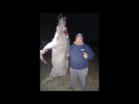 !CASI NOS ATACA! CASERIA EXTREMA DE CHANCHO JABALÍ EN EL MONTE