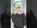 Up-close with Spirit (Bald Eagle)
