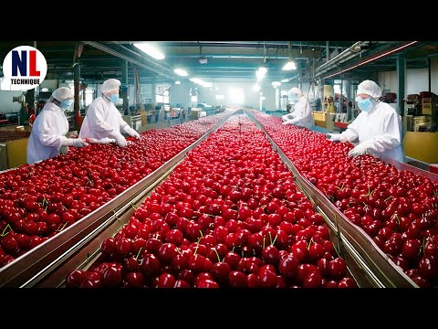 INSANE Cherries Factory! How to MILLIONS tonts of Cherry Harvested & Processed 🍒