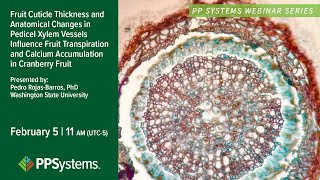 Cranberry Fruit Calcium Uptake: How Transpiration, Cuticle & Xylem Changes Impact Quality
