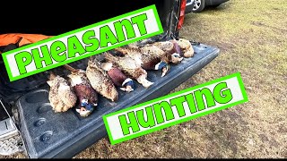 Pheasant Hunting in Western New York with a Brittany, German Shorthaired Pointer and Weimaraner
