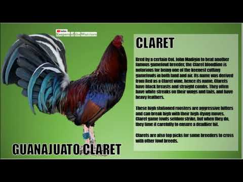 Top bloodline on gamefowl breeding