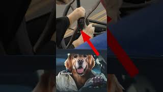 ryan dogsling
