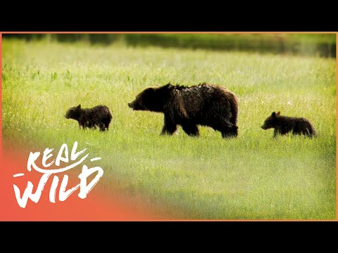 Black Bear Family's Epic Fight For Survival (Bear Documentary) | Real Wild