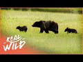 Black Bear Family S Epic Fight For Survival Bear Documentary Real Wild
