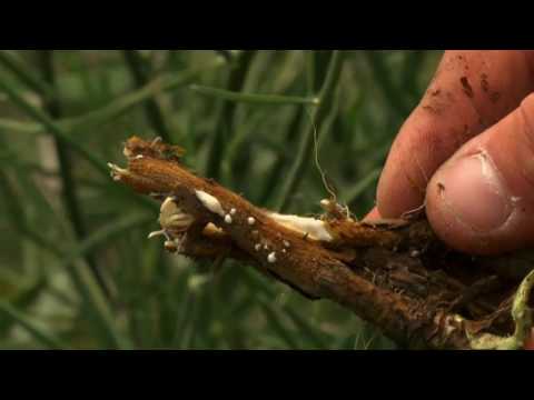 Rush Skeleton Weed Final H 264 for Apple TV