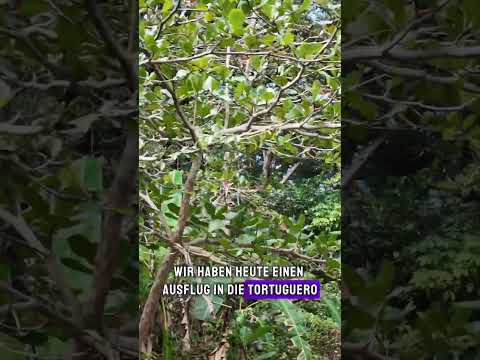 MSC Weltreise 🚢 | Puerto Limón, Costa Rica - grün, wild & herzlich