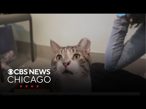 Meet the PAWS pet of the week, Pelota - YouTube