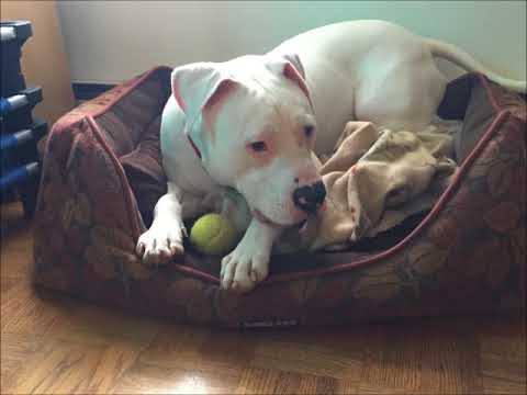 Waffles, an adopted Dogo Argentino Mix in Troy, VA_image-1