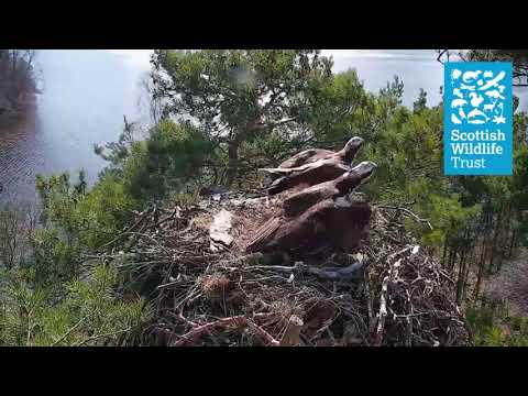 Loch of the Lowes 2020: Female osprey intruder - 6th April 2020